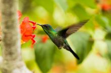 La parábola del colibrí: Una historia sobre la determinación