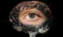Según los científicos a mayor tamaño de pupila mayor inteligencia