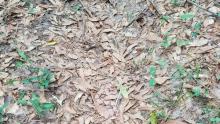 ¿Eres capaz de encontrar la serpiente escondida entre estas hojas secas?