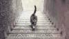 El gato ¿sube o baja las escaleras? Solución - Explicación