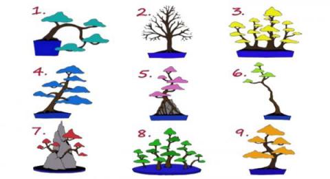 Escoge un árbol y conoce a qué trabajo estás predispuesto