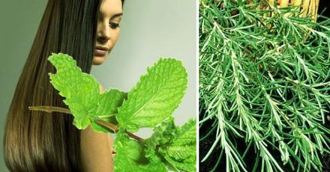 PLANTAS PARA COMBATIR LA PÉRDIDA DE CABELLO Y AUMENTAR SU CRECIMIENTO DE FORMA NATURAL.