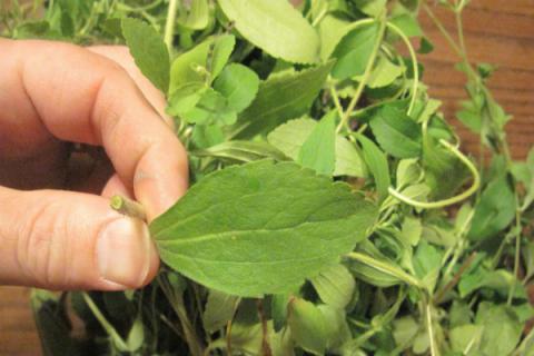 Quieres dejar de fumar? esta hierba destruye al instante tu deseo por la nicotina (y cómo cultivarla)