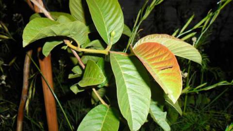 Ves esta hoja, hace crecer el cabello como loco y le pone fin a la pérdida al 100%