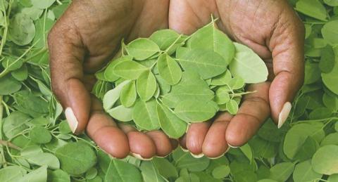 La moringa; la planta de la eterna juventud gracias a sus beneficios y cómo consumirla