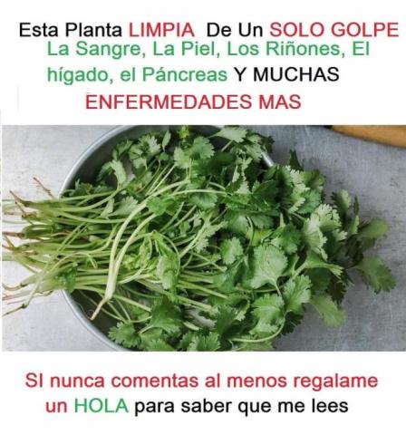 ESTA PLANTA LIMPIA DE UN SOLO GOLPE LA SANGRE, LA PIEL, LOS RIÑONES, EL HÍGADO, EL PÁNCREAS Y MAS