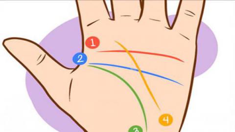 Mirando estas 4 lineas de tu mano puedes predecir tu futuro y tu perfil psicológico 