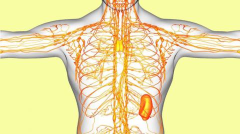 Limpia tu sistema linfático y evita la fibromialgia, la obesidad, la hinchazón y más!