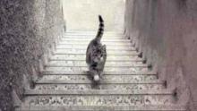 El gato ¿sube o baja las escaleras? Solución - Explicación