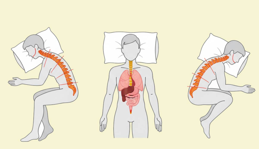Ilustración médica comparando la alineación de la columna vertebral y los órganos en las posturas al dormir: boca arriba, de lado y boca abajo.