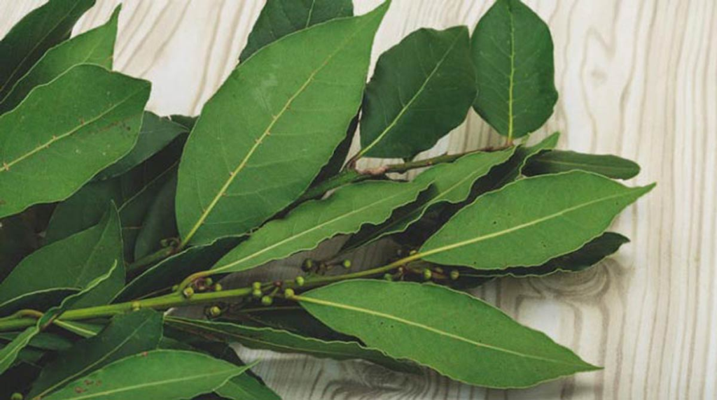 Infusión de té de laurel caliente en una taza con hojas secas, ilustrando un remedio casero para regular la glucosa y desinflamar articulaciones.